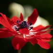 Anemone flower image