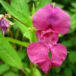 Balsam flower with leaves