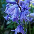 Bluebell Flower with petals