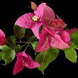 Bougainvillea flower with leaves