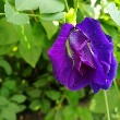 Butterfly Pea flower with leaves