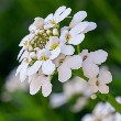 Candytuft flower