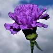 Carnation Flower with petals