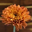 Chrysanthemum Flower with petals