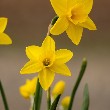 Daffodil flower with leaves