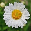 Daisy Flower petals