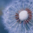 Dandelion Flower