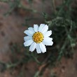 Feverfew flowers images