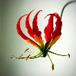 Flame Lily flower images