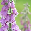 Foxglove flower