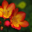 Freesia flower with petals