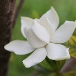 Gardenia flower