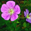 Geranium Flower with petals