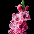 Gladiolus Flower