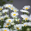 Golden Chamomile flowers 