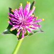 Gomphrena flower image