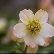 Hellebore flowers images