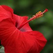 Hibiscus flower with red leaves