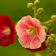 Hollyhock flowers images