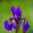 Iris flower with petals