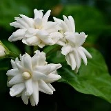 Jasmine Flower flowernames.info