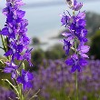 Larkspur flower