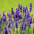 Lavender Flower with leaves