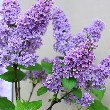 Lilac Flower with leaves