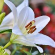 Lily Flower with leaves