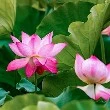 Lotus flower-flower namesinfo