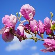 Magnolia Flowers