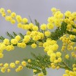 Mimosa flowers 