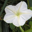 Moon flower images