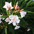 Oleander flowers images