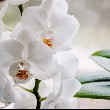 Orchid flower with leaves