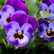 Pansy Flower with petals