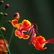 Peacock Flower