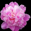 Peony beautifull Flower