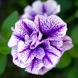 Petunia Flower with petals