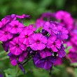 Phlox flowers