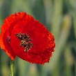 Poppy Flower with petals