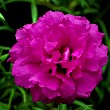 Portulaca Flower image