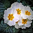 Primrose beautifull flower