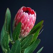 Protea flower