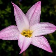 Rain lily flower