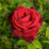 Rose flower