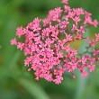 Scarlet Milkweed flowers