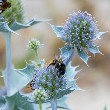 Sea Holly Flower