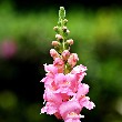 Snapdragon beautifull Flower