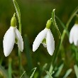 Snowdrop flowers images